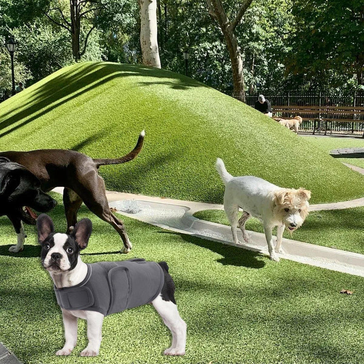 Dog Supplies
