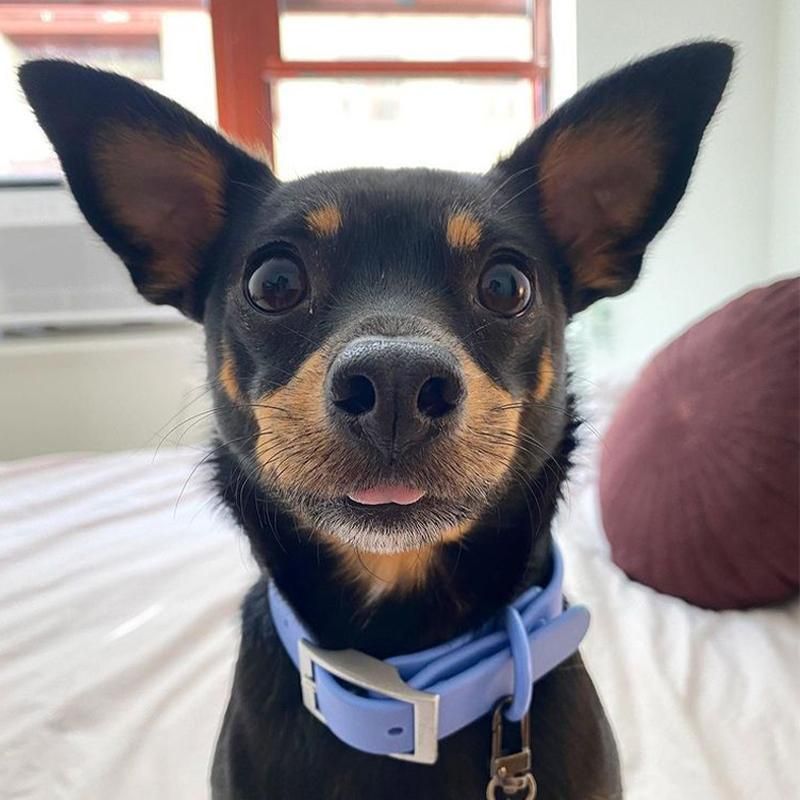 PVC Dog Collar Working Dog Kennels Waterproof Soft Adjustable for Pets M Size - Red